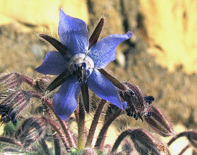 Borago officinalis L.